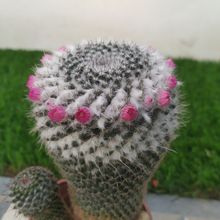 Una foto de Mammillaria hahniana ssp. woodsii