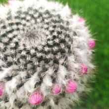 Una foto de Mammillaria hahniana ssp. woodsii