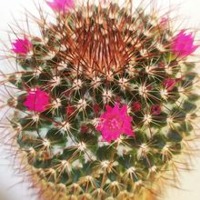 Una foto de Mammillaria rhodantha ssp. rhodantha