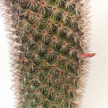 Una foto de Mammillaria rhodantha ssp. rhodantha