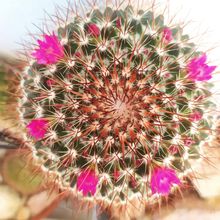 Una foto de Mammillaria rhodantha ssp. rhodantha