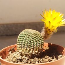 A photo of Echinopsis famatimensis