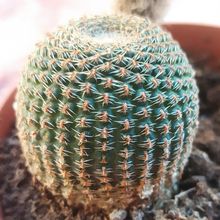 A photo of Echinopsis famatimensis