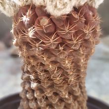 A photo of Eriosyce napina ssp. aerocarpa