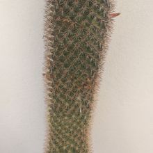 Una foto de Mammillaria spinosissima ssp. spinosissima