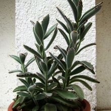Una foto de Kalanchoe tomentosa