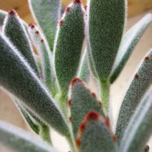 Una foto de Kalanchoe tomentosa