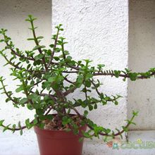 A photo of Portulacaria afra