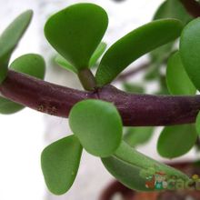 A photo of Portulacaria afra