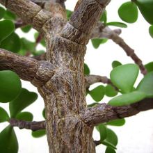 A photo of Portulacaria afra