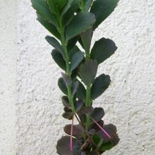 Una foto de Kalanchoe fedtschenkoi