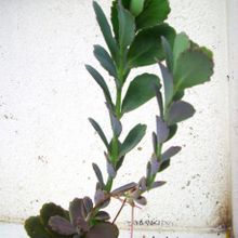 Una foto de Kalanchoe fedtschenkoi