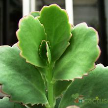 Una foto de Kalanchoe fedtschenkoi