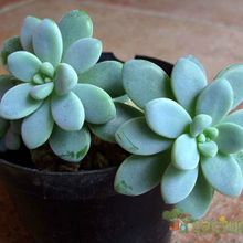 A photo of Sedum clavatum