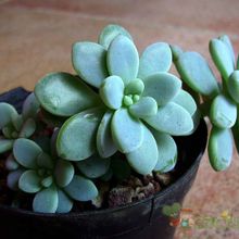 A photo of Sedum clavatum