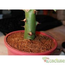 Una foto de Euphorbia caducifolia