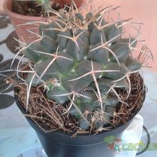 Una foto de Mammillaria compressa ssp. compressa