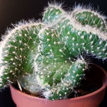 Una foto de Austrocylindropuntia cylindrica f. crestada