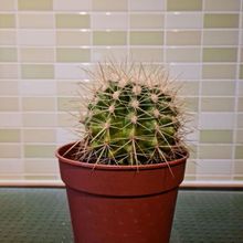 A photo of Echinocactus grusonii