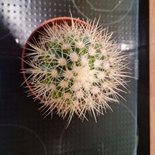 A photo of Echinocactus grusonii