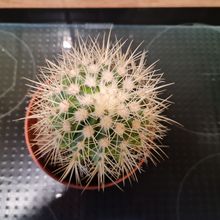 A photo of Echinocactus grusonii