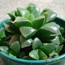 A photo of Haworthia mutica
