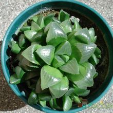 A photo of Haworthia mutica