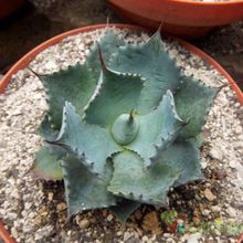 A photo of Agave isthmensis