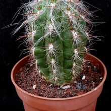 A photo of Oreocereus celsianus