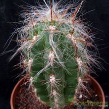 A photo of Oreocereus celsianus