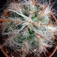A photo of Oreocereus celsianus