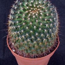 A photo of Mammillaria discolor