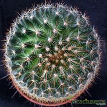 A photo of Mammillaria discolor