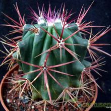 Una foto de Ferocactus gracilis ssp. gatesii