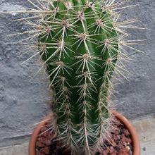 A photo of Pachycereus pringlei