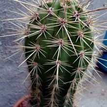 A photo of Pachycereus pringlei