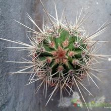 A photo of Pachycereus pringlei