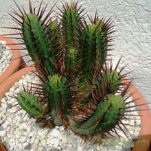 A photo of Euphorbia enopla