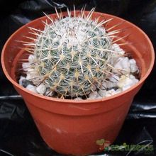 A photo of Mammillaria muehlenpfordtii