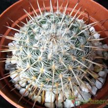 A photo of Mammillaria muehlenpfordtii