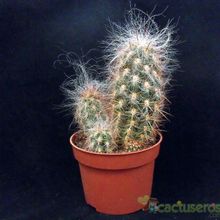 A photo of Oreocereus celsianus