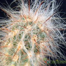 A photo of Oreocereus celsianus