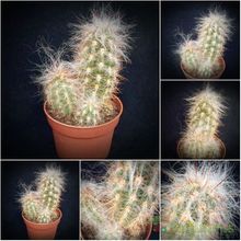 A photo of Oreocereus celsianus