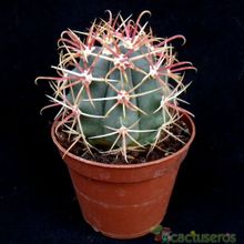 Ferocactus emoryi ssp. rectispinus