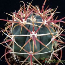 A photo of Ferocactus emoryi ssp. rectispinus