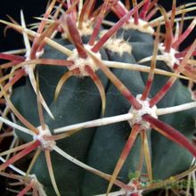 A photo of Ferocactus emoryi ssp. rectispinus