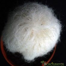 Una foto de Espostoa lanata