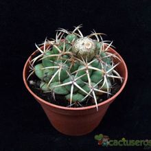 Una foto de Coryphantha elephantidens