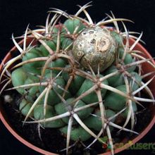 Una foto de Coryphantha elephantidens
