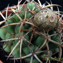 Una foto de Coryphantha elephantidens